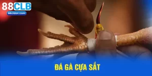 Đá Gà Cựa Sắt