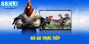 Đá gà trực tiếp