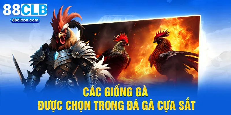 Các giống gà được chọn trong đá gà cựa sắt